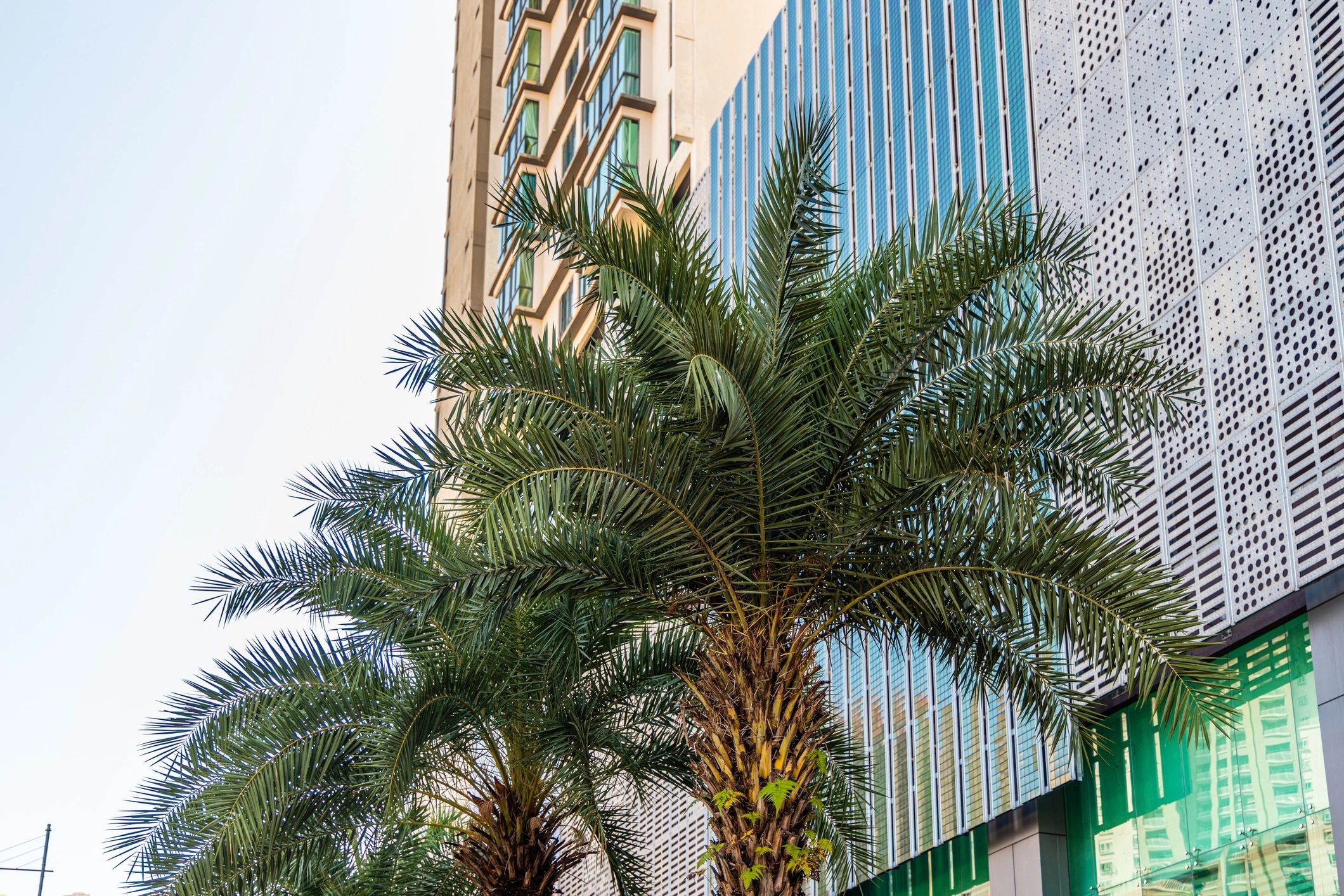 Modern condominium building with palm trees
